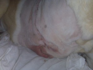 Xan's incision on 2/11 at 8:00 am.